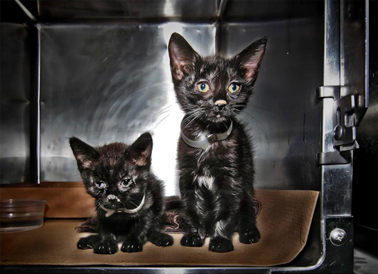 Shelter Portrait from Animal Shelter Portraits